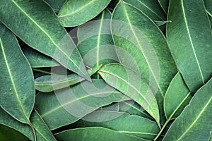 Eucalyptus Leaves Full Frame Background Top View