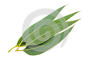 Eucalyptus leaves photo