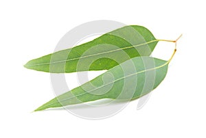 Eucalyptus leaves isolated on white background