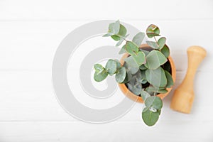 Eucalyptus leaves and mortar on a wooden background.