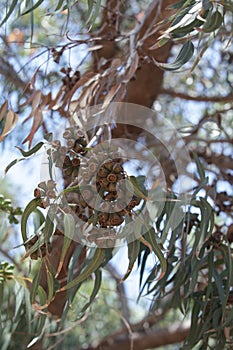 Eucalyptus leaves. Eucalyptus fruit on tree in forest.
