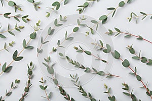 Eucalyptus leaves nature pattern top view. Flat lay style.