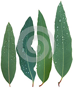 Eucalyptus leaves, rain drop isolated on white background. Clipping path