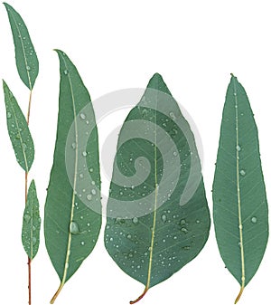 Eucalyptus leaves, rain drop isolated on white background. Clipping path