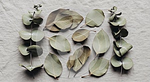 Eucalyptus leaves (Eucalyptus spp.) are arranged on a textured fabric surface. The