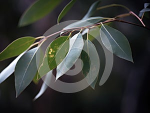 Eucalyptus leaves on a tree branch