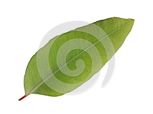 Eucalyptus leaves, which are fragrant leaves Popularly used as perfume and herbal medicine to repel ticks Has a unique smell