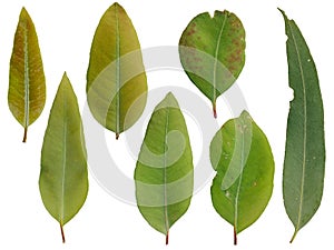 Eucalyptus leaves, which are fragrant leaves Popularly used as perfume and herbal medicine to repel ticks Has a unique smell