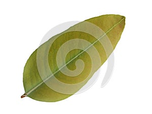 Eucalyptus leaves, which are fragrant leaves Popularly used as perfume and herbal medicine to repel ticks Has a unique smell