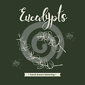 Eucalyptus leaves, Young shoots and branches of eucalyptus, buds and lettering Eucalypts
