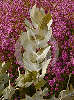 Eucalyptus macrocarpa commonly known as mottlecah -west Australian plant.