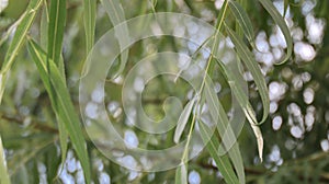 Eucalyptus or Melaleuca leucadendra tree leaves