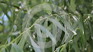 Eucalyptus or Melaleuca leucadendra tree leaves