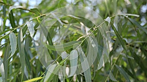 Eucalyptus or Melaleuca leucadendra tree leaves