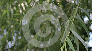 Eucalyptus or Melaleuca leucadendra tree leaves