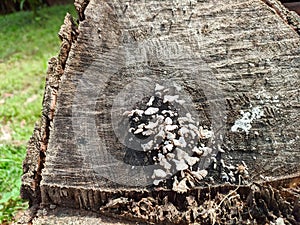 Eucalyptus mushrooms grow in tree fellings photo