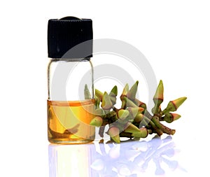 Eucalyptus oil photo