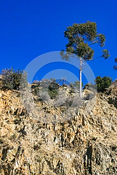 Eucalyptus and other plants against a blue sky on Catalina Island in the Pacific Ocean, California