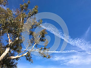 Eucalyptus in the park against the blue sky