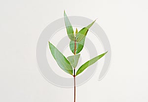 eucalyptus parvifolia branch with leaves