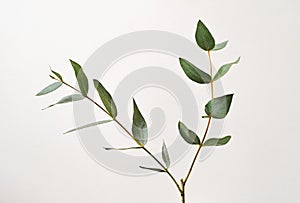 eucalyptus parvifolia branch with leaves