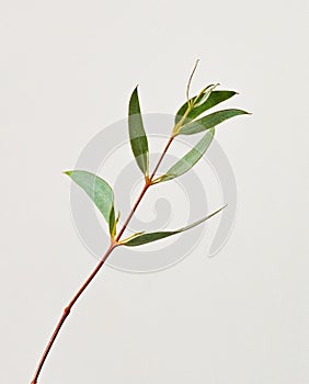 eucalyptus parvifolia branch with leaves