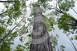 Eucalyptus pellita forest in Gunung Kidul, Yogyakarta, Indonesia photo