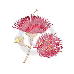 Eucalyptus pink blooming flower hand drawn on white background. Botanical drawing of part of plant used in floristry and photo