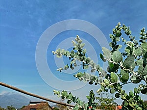 Eucalyptus plant againts blue sky