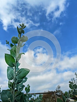 Eucalyptus plant againts blue sky