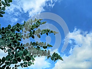 Eucalyptus plant againts blue sky