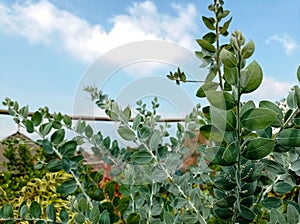 Eucalyptus plant againts blue sky