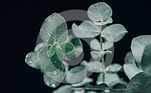 Eucalyptus plant leaves. Fresh Eucalyptus close up, on black background, scented, essential oil