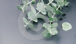 Eucalyptus plant leaves. Fresh Eucalyptus close up, on grey background, top view. Essential oil