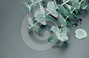 Eucalyptus plant leaves. Fresh Eucalyptus close up, on grey background, top view. Essential oil, aromatherapy