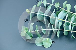 Eucalyptus plant leaves. Fresh Eucalyptus close up, on grey background, top view. Essential oil, aromatherapy