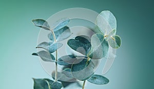 Eucalyptus plant leaves. Fresh Eucalyptus close up, on light green background, scented, essential oil