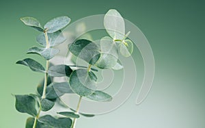 Eucalyptus plant leaves. Fresh Eucalyptus close up, on light green background, scented, essential oil