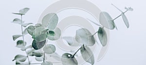 Eucalyptus plant leaves. Fresh Eucalyptus close up, on light grey background, scented, essential oil