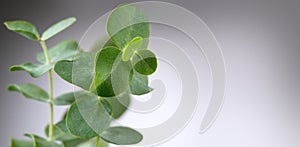 Eucalyptus plant leaves. Fresh Eucalyptus close up, on light grey background, scented, essential oil. Aromatherapy