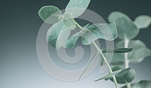 Eucalyptus plant leaves. Fresh Eucalyptus close up, on light grey background, scented, essential oil. Aromatherapy