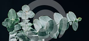 Eucalyptus plant leaves. Fresh Eucalyptus close up, over black background. Aroma Essential oil