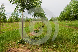 Eucalyptus plantation