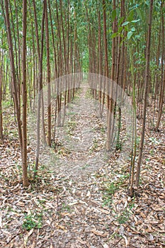 Eucalyptus Plantation 2