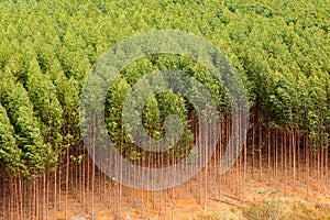 Eucalyptus plantation