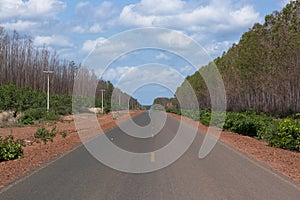 Eucalyptus plantation replaces Cerrado in Piaui photo