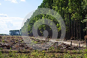 Eucalyptus plantations photo