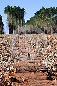 Eucalyptus plantations photo