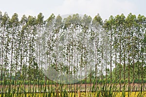 Eucalyptus plantations  in rice fields.