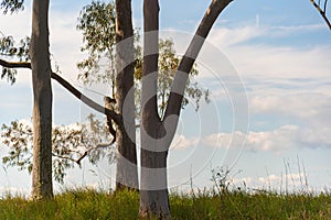 Eucalyptus plants on blue background